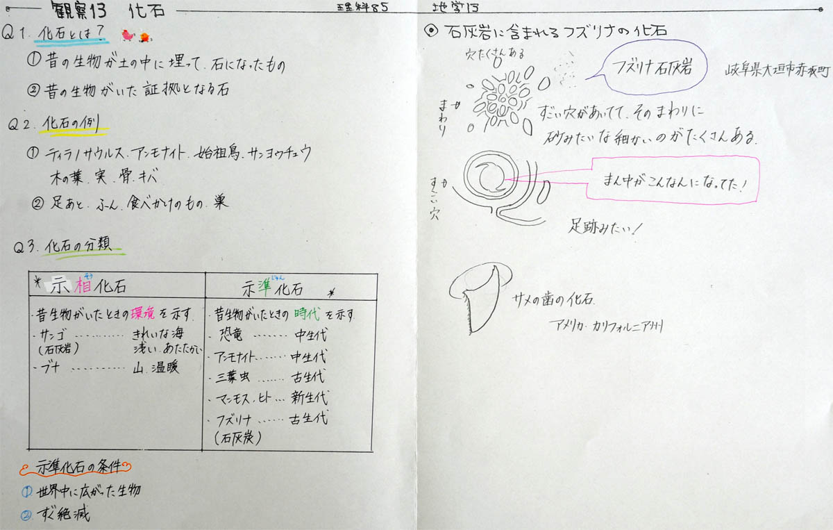 化石 示 相 【中１理科】示相化石・示準化石 ～2種類の化石のちがい、生物の例～