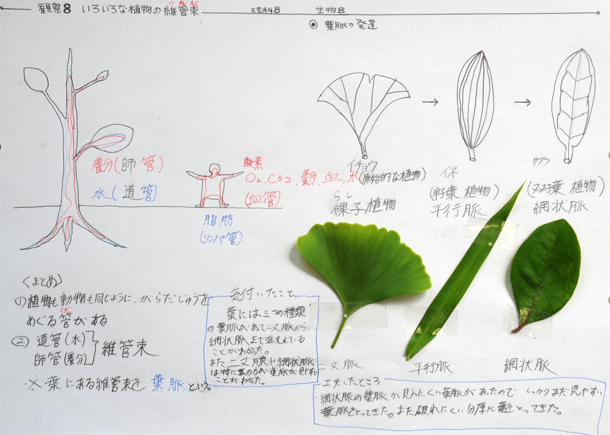 観察８ いろいろな植物の維管束 １年理科 生物 Takaの授業記録13