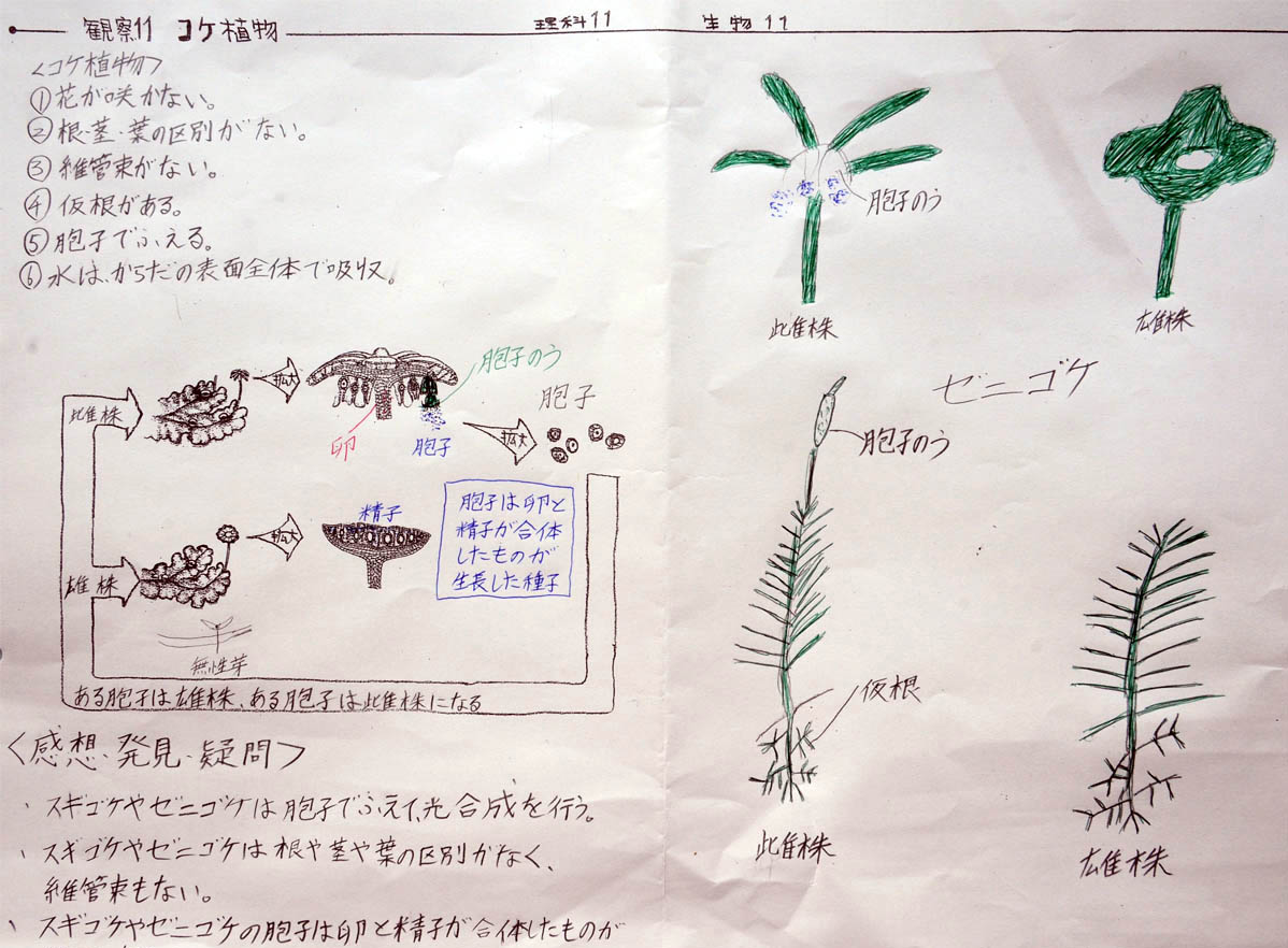 コケ 植物 特徴