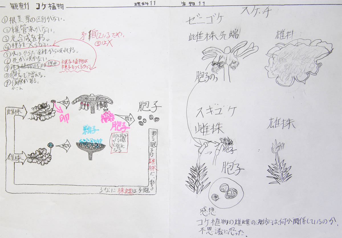 コケ 植物 特徴