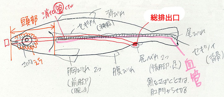 実習23乾燥イワシの解剖 ２年理科 Takaの授業記録17