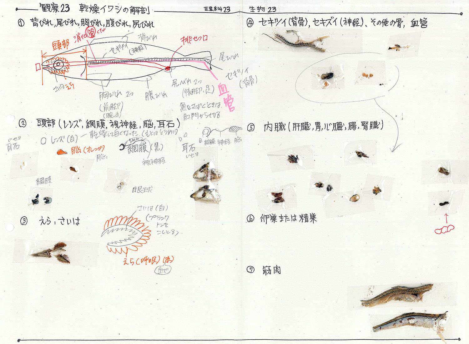 実習23乾燥イワシの解剖 ２年理科 Takaの授業記録17